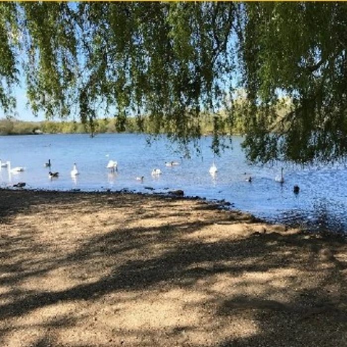 Birds On Lake