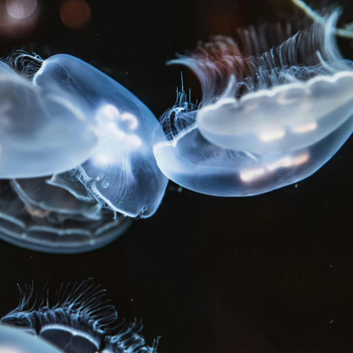 Close-up Photo of Jellyfishes