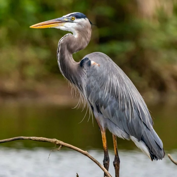 Grey Feather Bird on Brown Wooden Stick