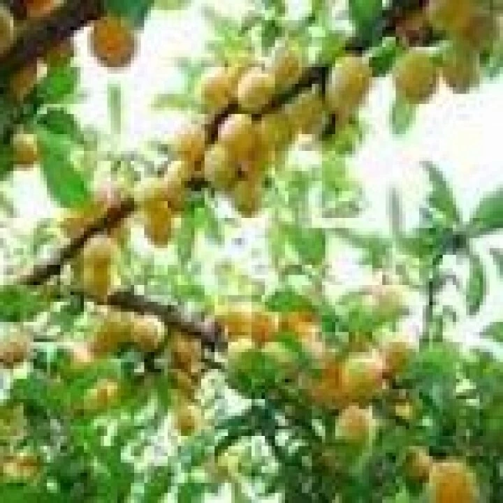 Fruit Tree