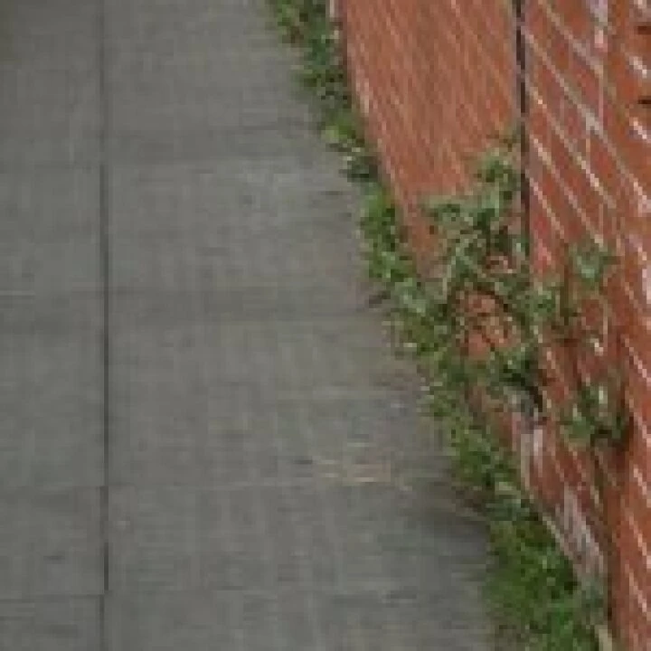 pavement_weeds_CPB