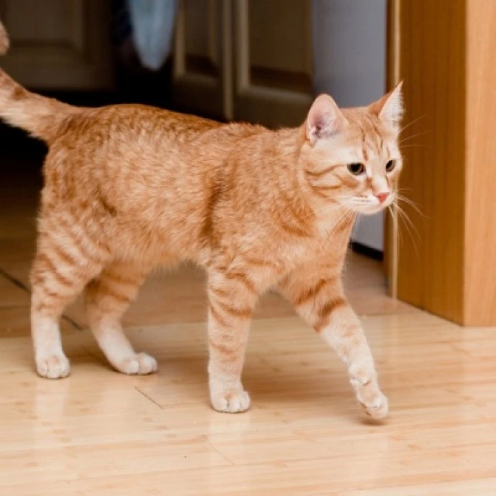 tabby