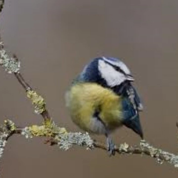 wildlife