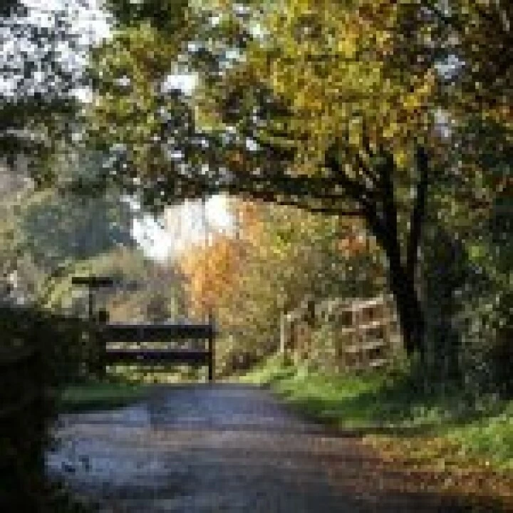 Woodland walk