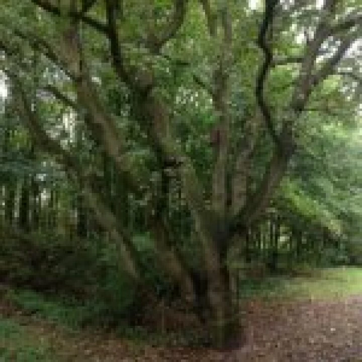 Grogan's Walk3
