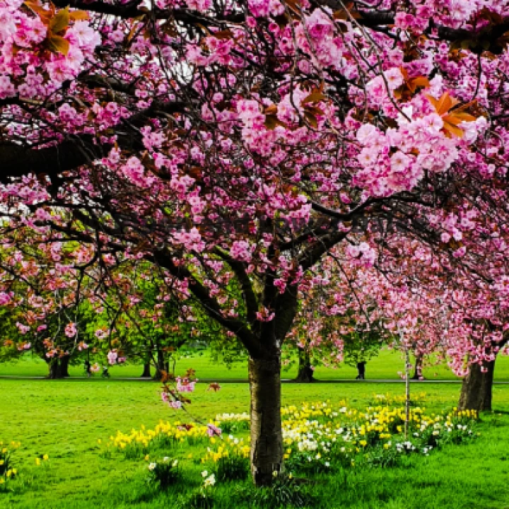 Cherry Blossom