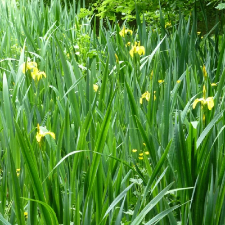 Flag Iris