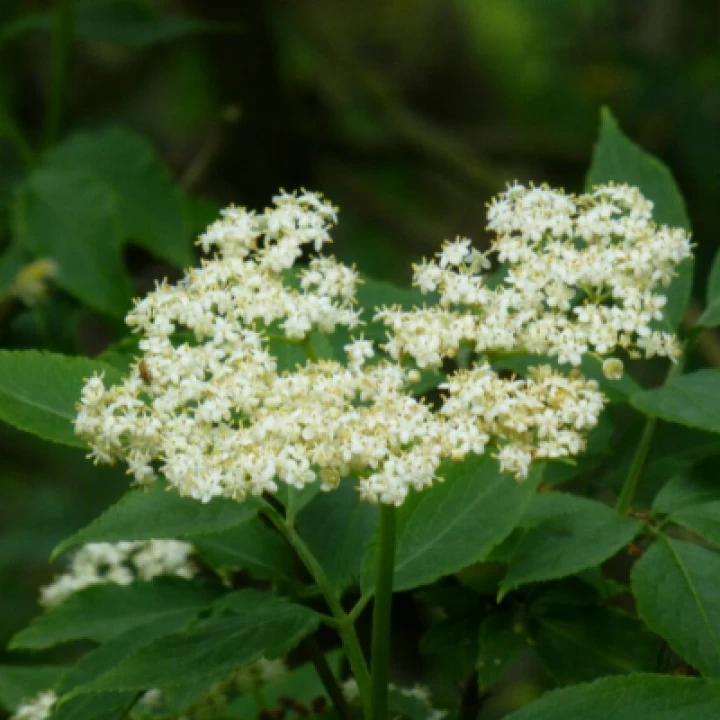Tarvin Woodland Trees Elder Flowers