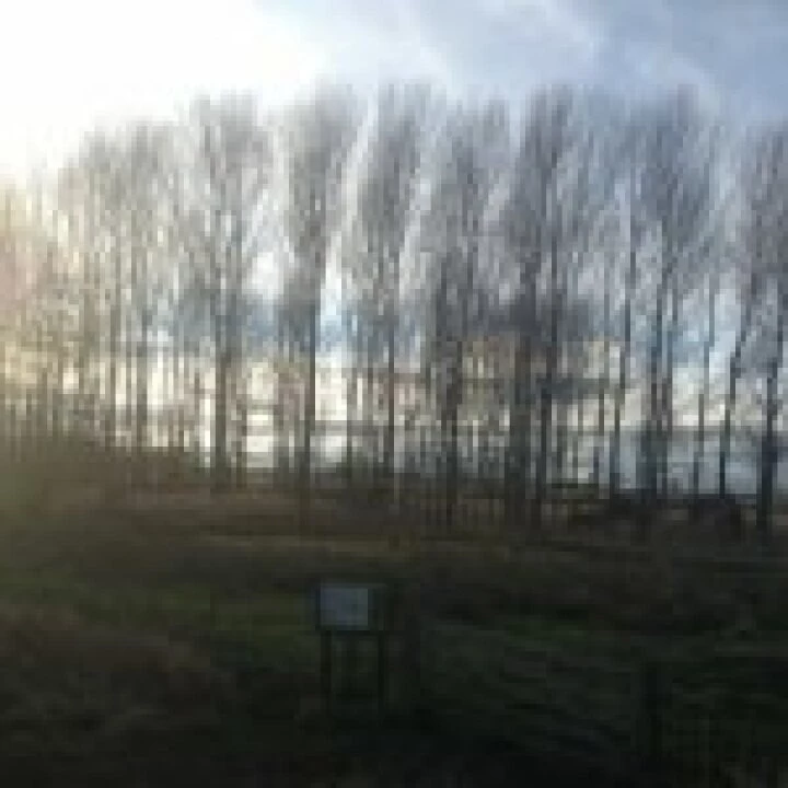 Trees