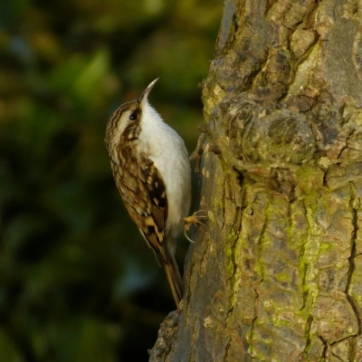 TWT Tree Creeper Observing