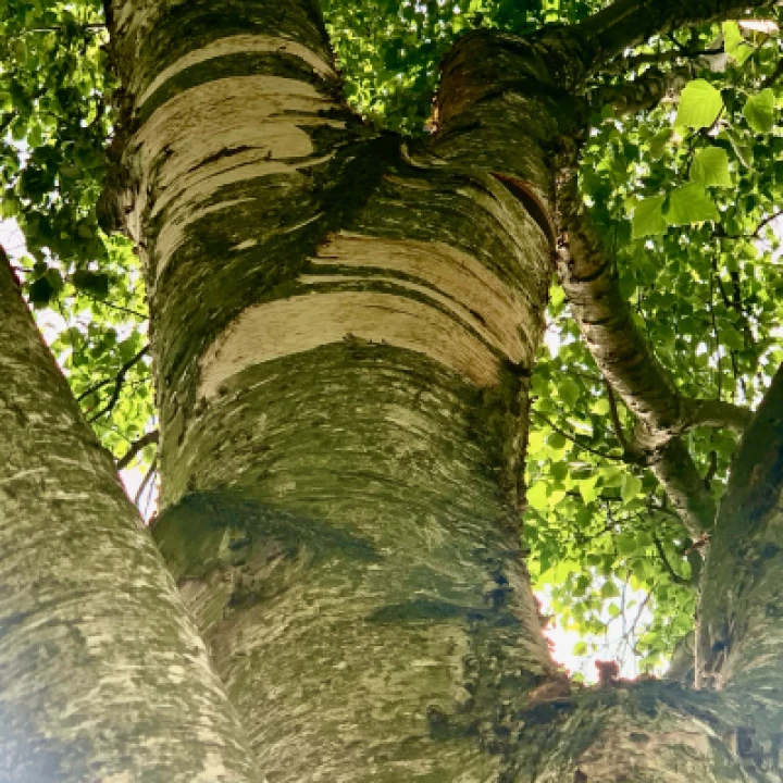 Stripped Bark 1