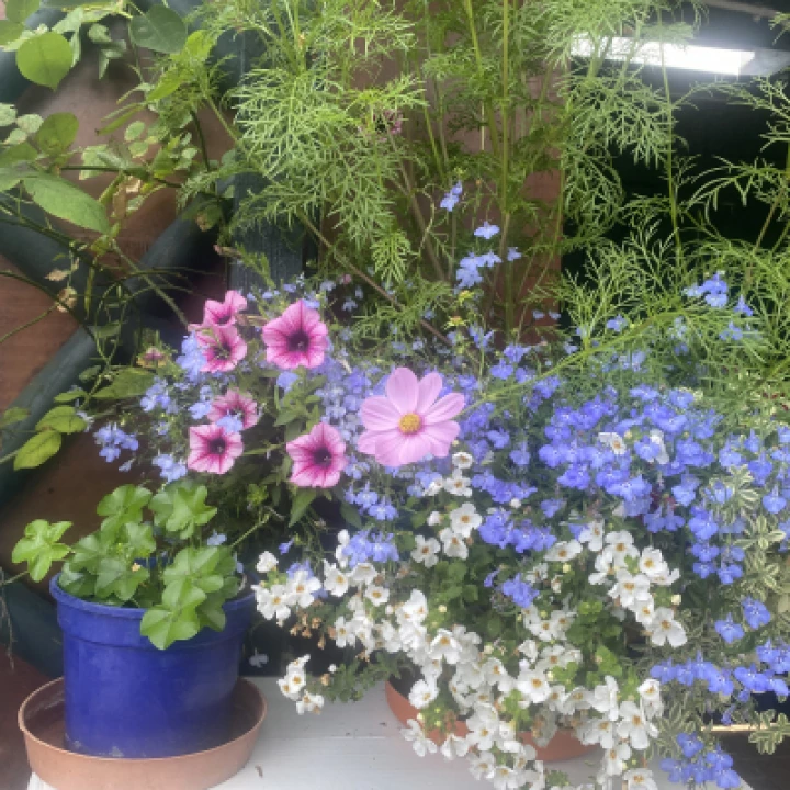 Open Garden Weekend – Lobelia and Million Bells