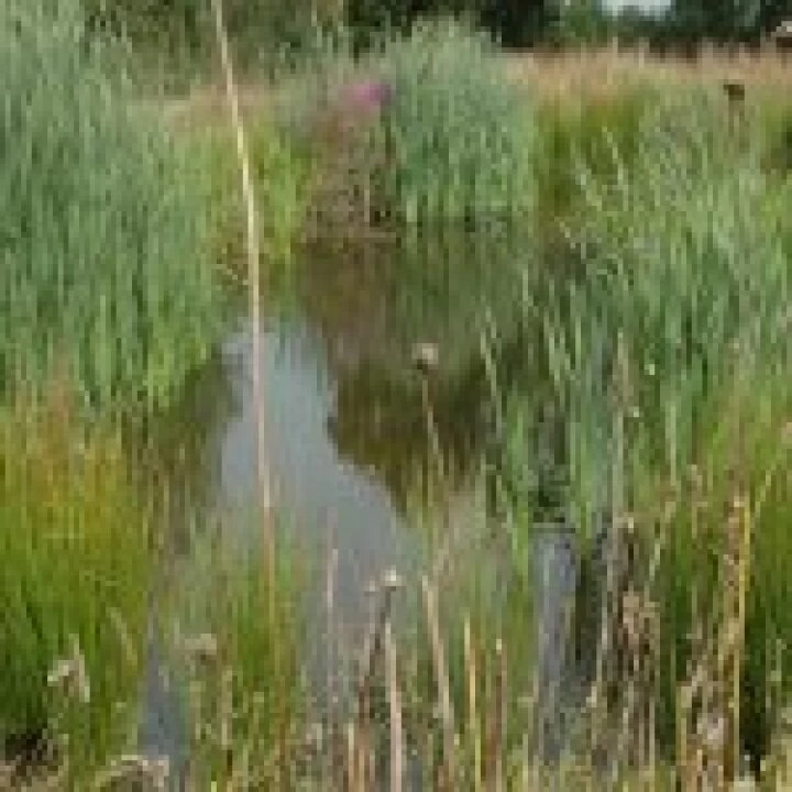 Newt Pond Today Landscape