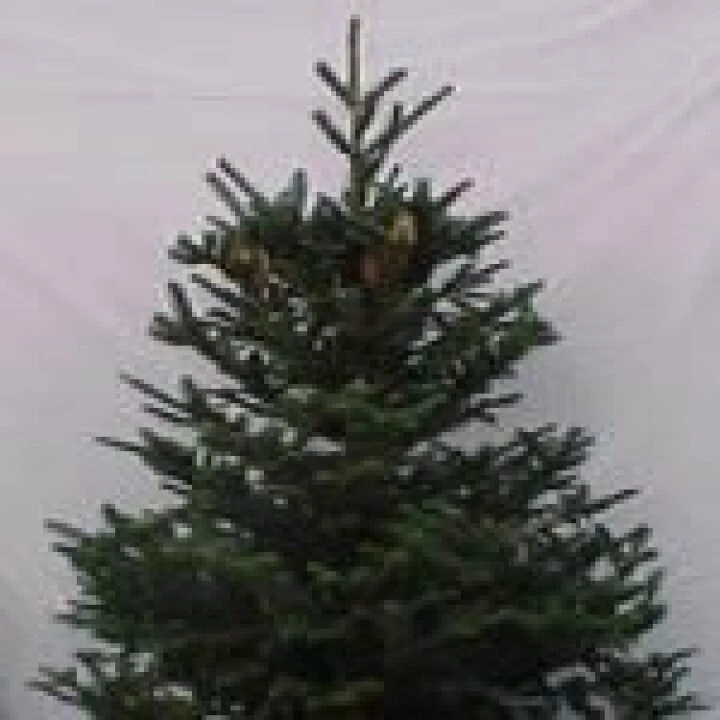 Fraser_Firs_Are_Great_Christmas_Trees