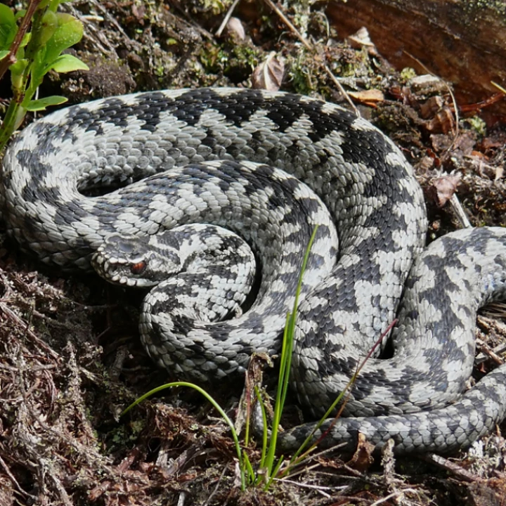 Adders on the Ridge