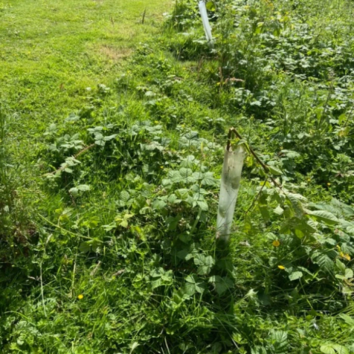 Sapling damage