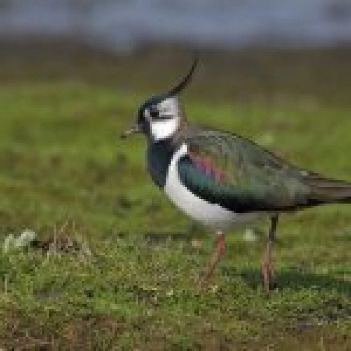 Northern lapwing vanellus vanellus