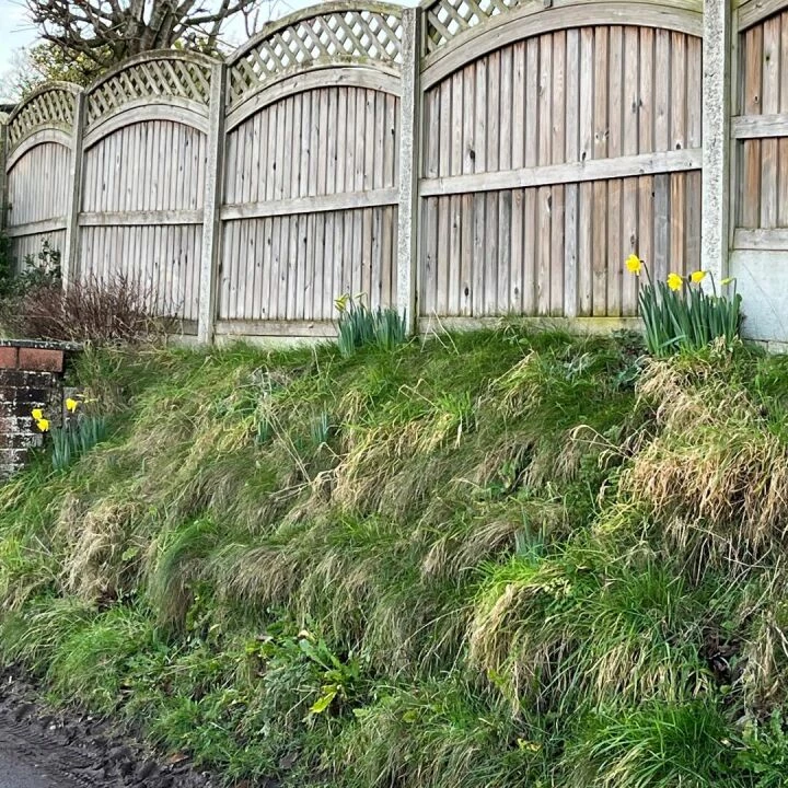 Daffodils At Swanbach