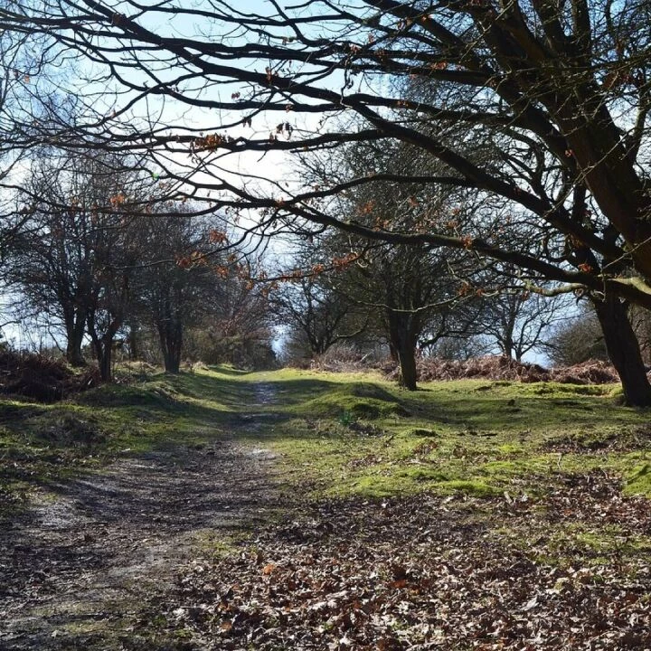 Woods, forest, cannock