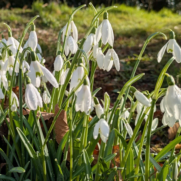 More Snowdrops