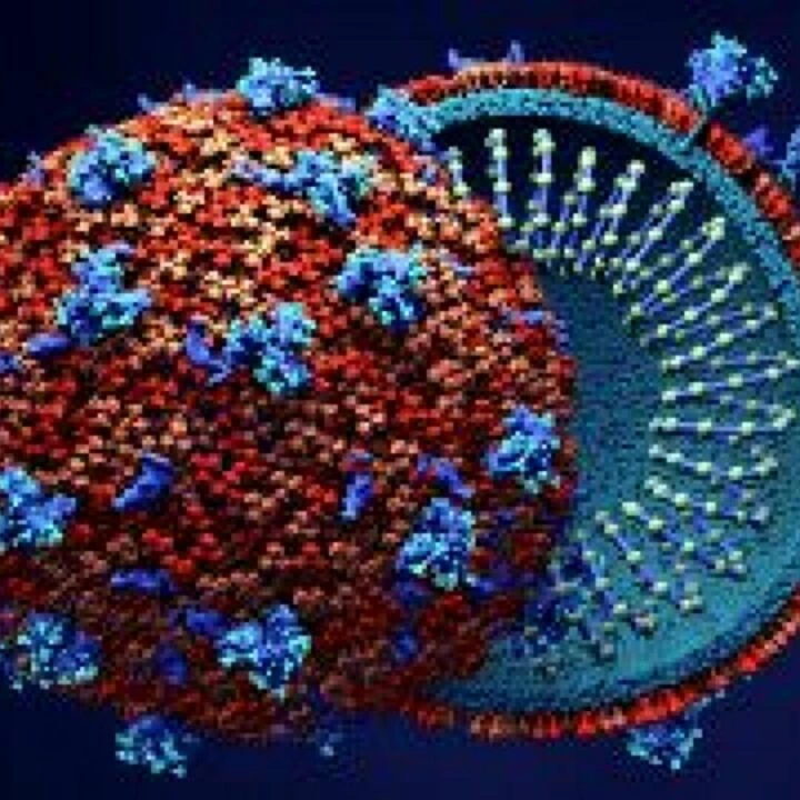 Covid Virus