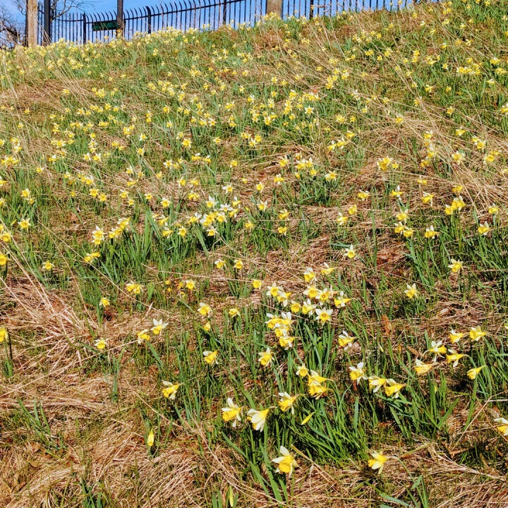 #R Daffodil Bank_pxl_20250308_120122367~2