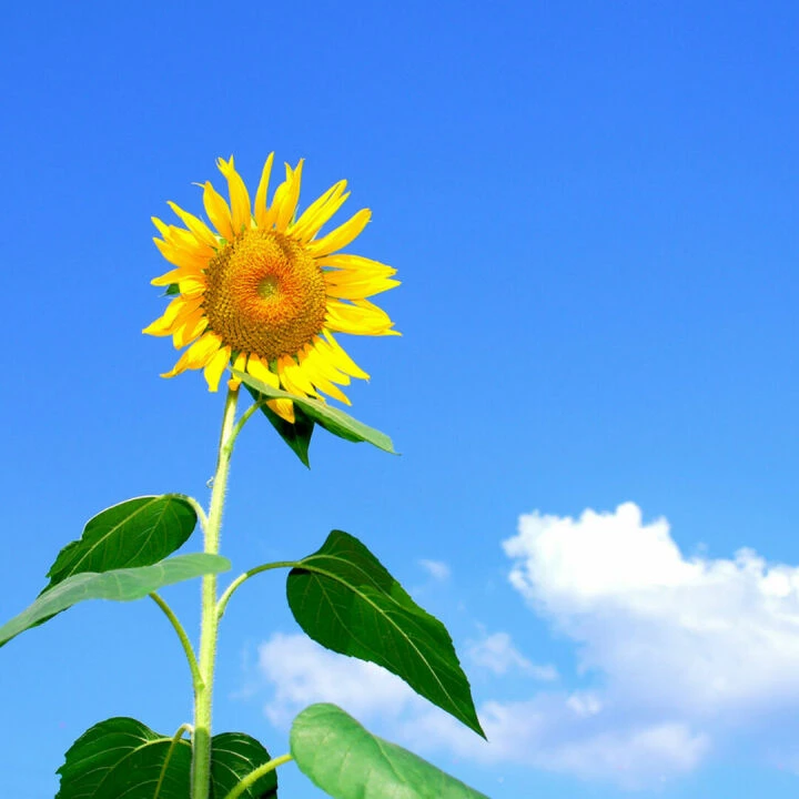 Summer day