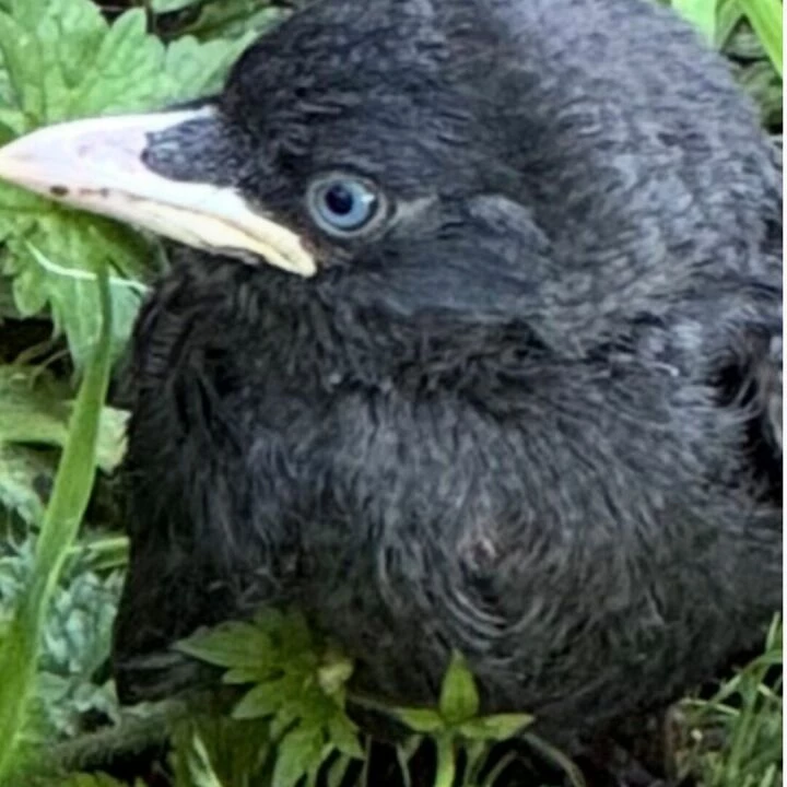Baby Jackdaw i TurnPike Field