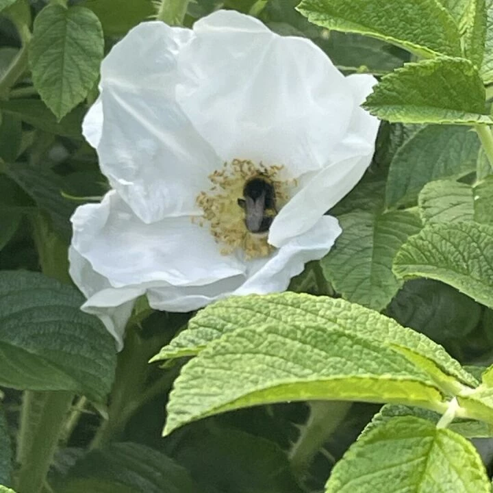 June garden