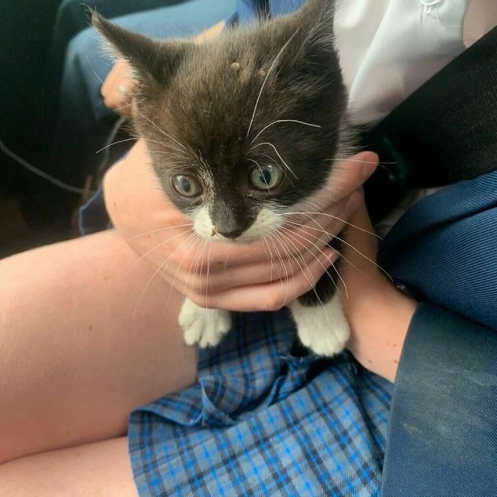 kitten
