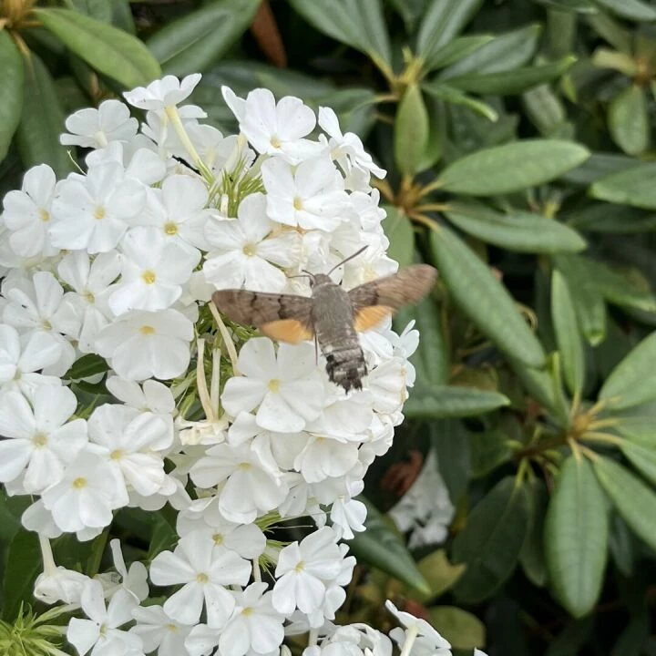 Humming Bird 2