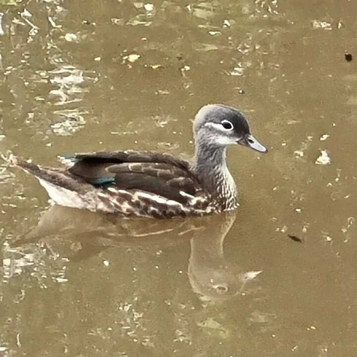 Mandarin Duck