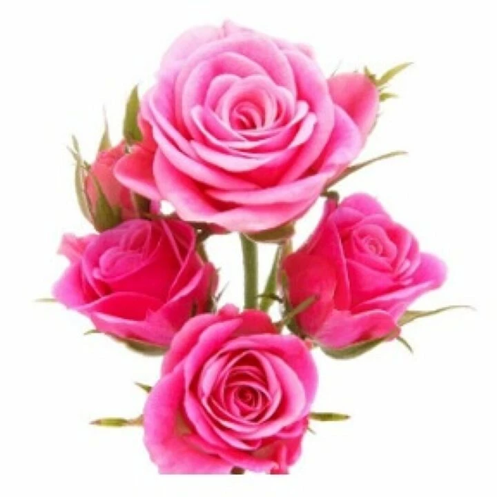 roses
