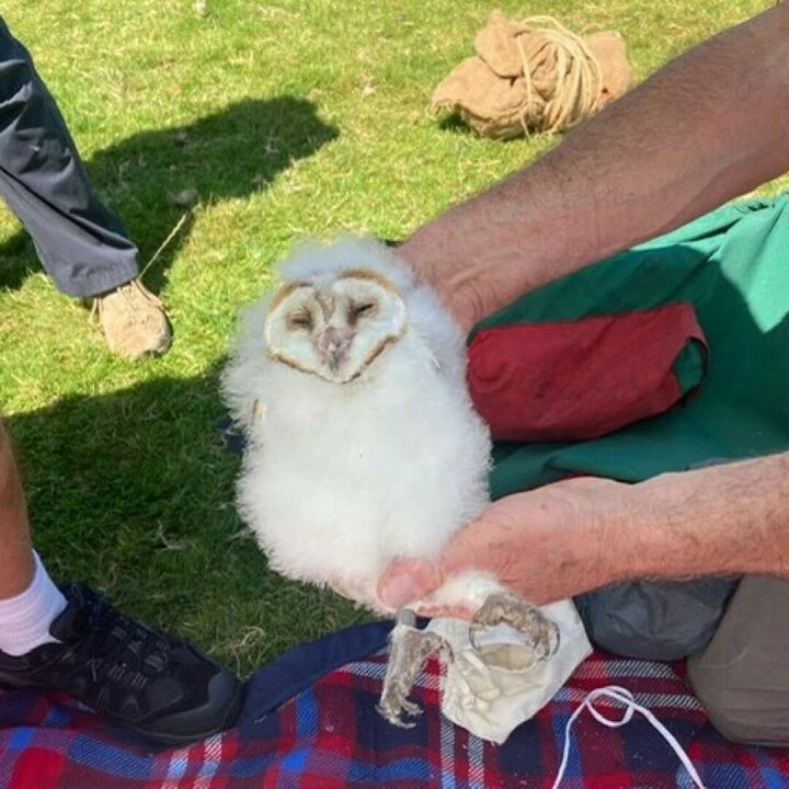Barn Owl