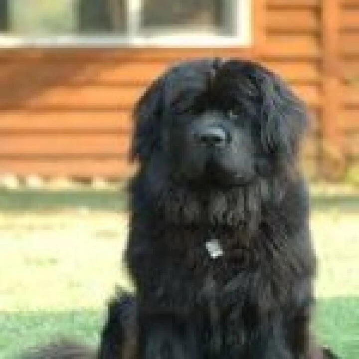 newfie