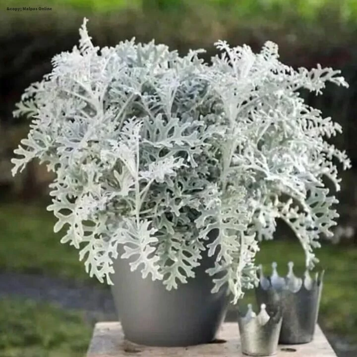 Silver Plants