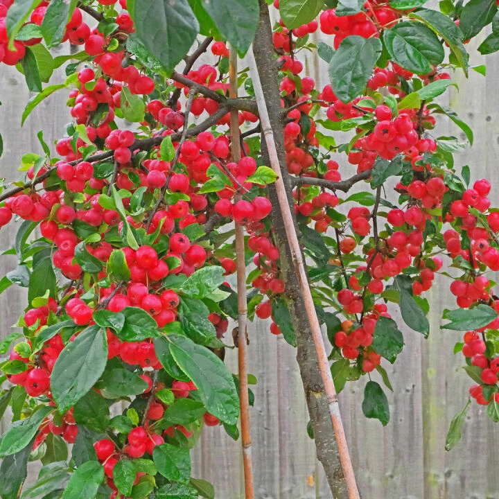 RR Malus Gorgeous F6835