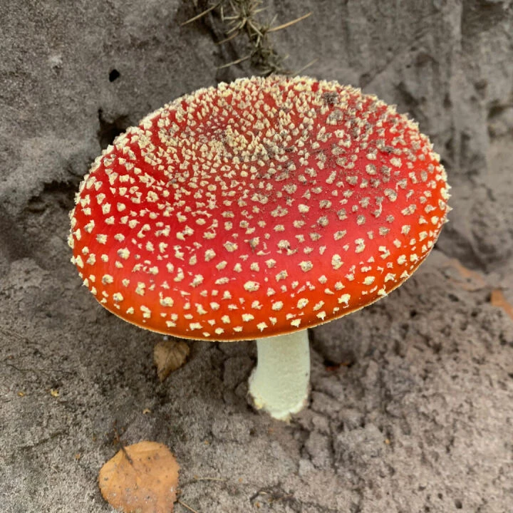 Toadstool