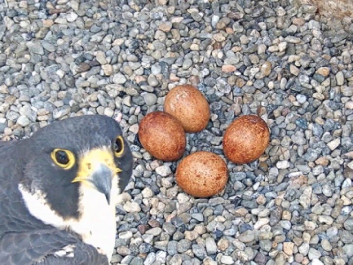 peregrine with eggs