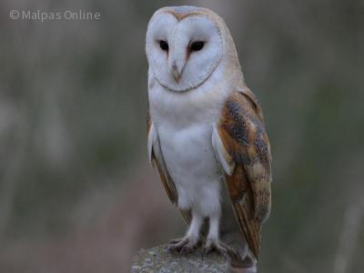 Adult Barn Owl (Latin Name – Tyto alba )