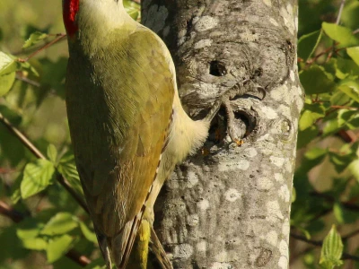 Green_woodpecker_ picus_viridis