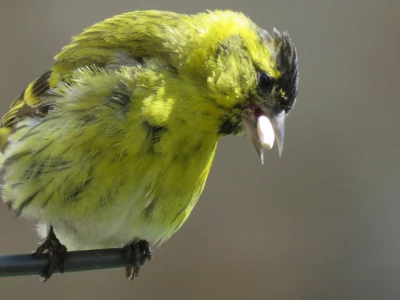 yellow_bird_seed_3