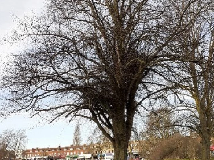 One tree in winter