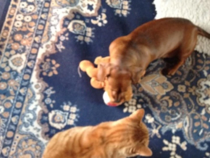 cats