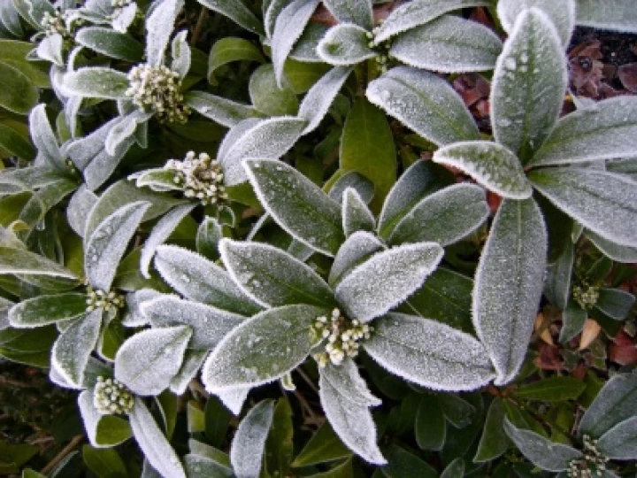 DJW Frost 011