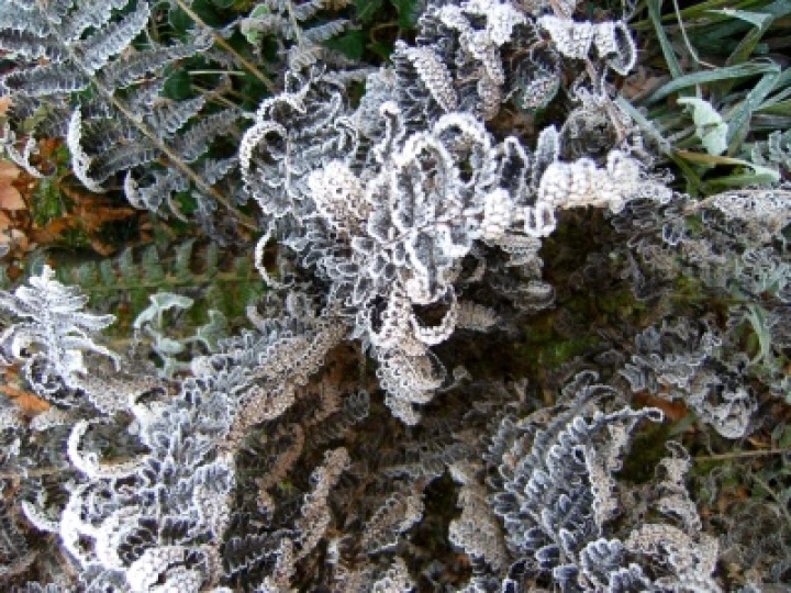 DJW Frost 012