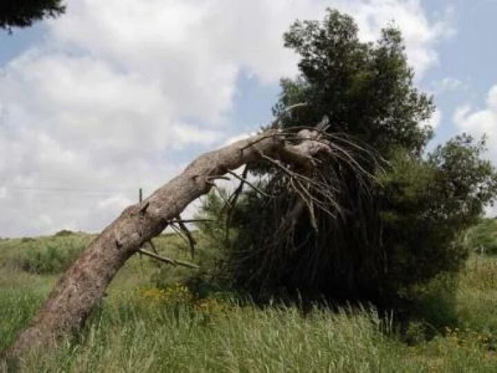Fallen tree 1