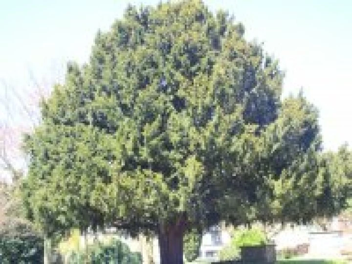 Tree of Life