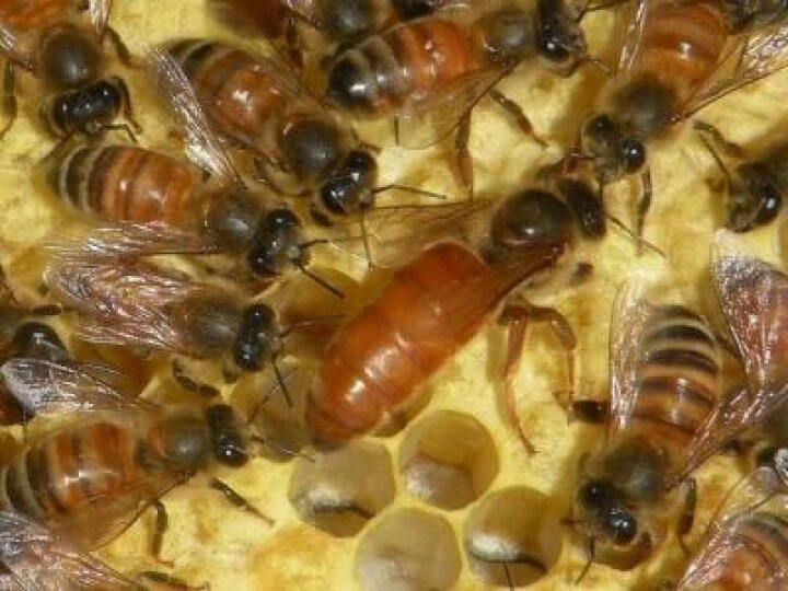 WI Oct 2017 Queenwork