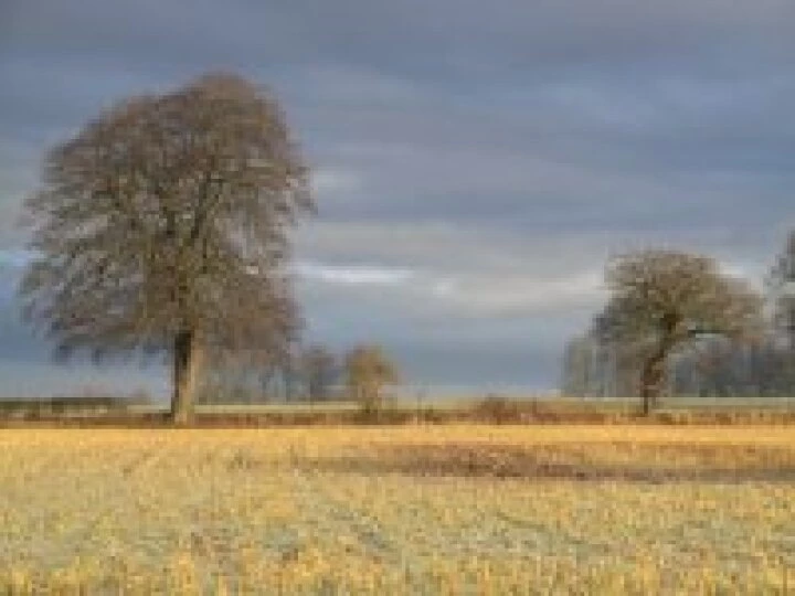 Trees in winter
